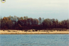 Kaczki krzyżówki
