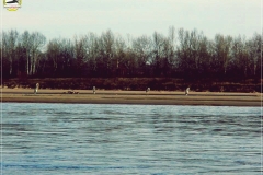 Czapla siwa