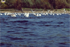 Mewa siwa