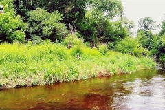Dziki