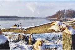 Stołówka bobrów