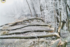 Stołówka bobrów